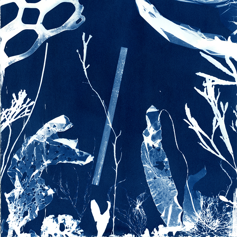 cyanotype of seaweeds, plastic bag, plastic straw, and plastic can ring. Link to Cyanotype Impressions of the Atlantic Ocean in Maine.